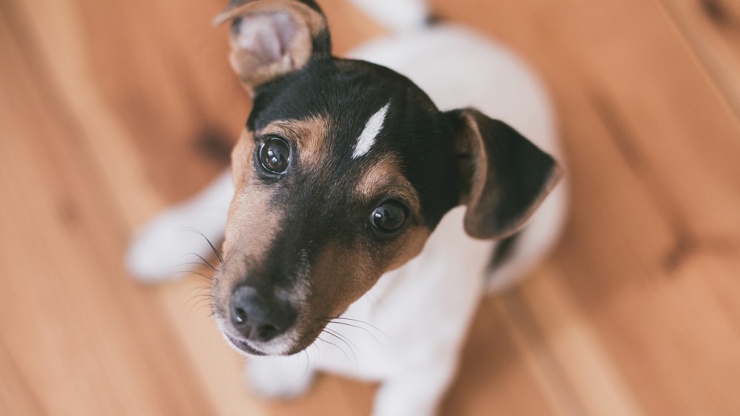 Piso vinílico é o melhor revestimento para casas com pets