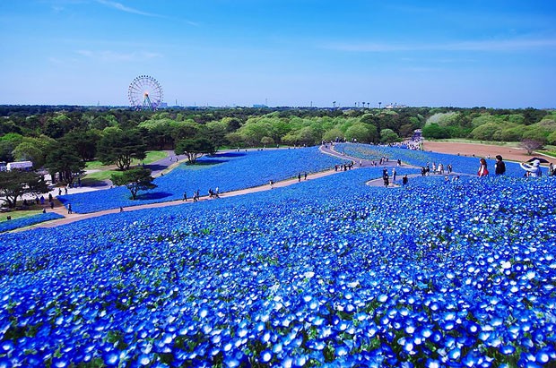 Milhares de flores azuis encantam visitantes em parque japonês